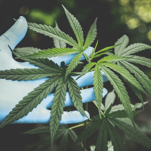 HTM offers opportunities for students to study cannabis operation
